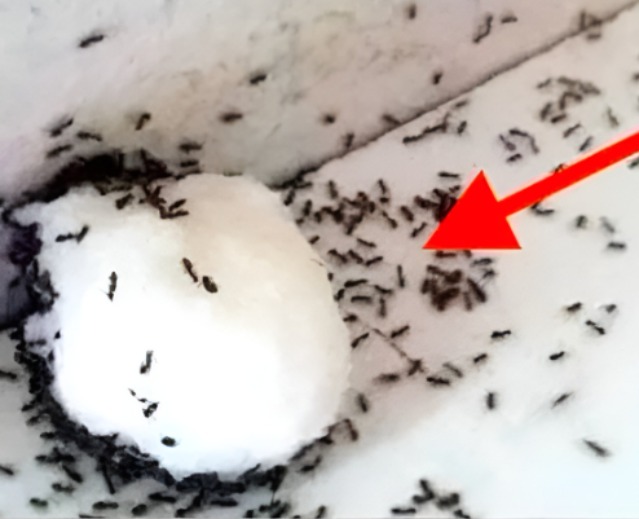 Így kergesse el a hangyákat!