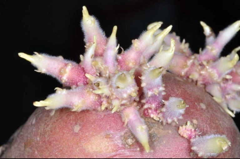 A legértékesebb kincs: többet ér a régi burgonya hatása, mint az arany!