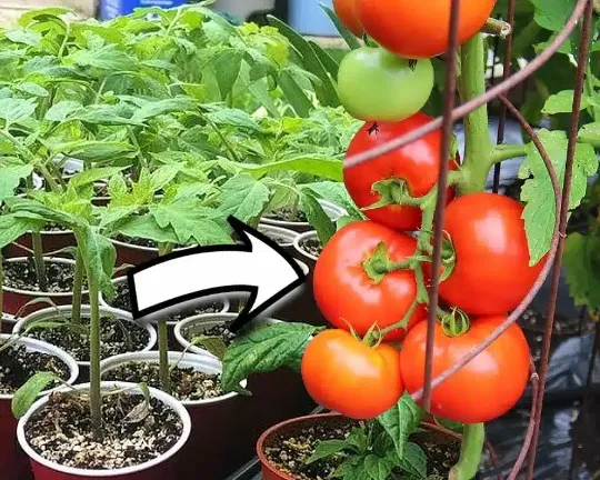 Mutatjuk mit érdemes a paradicsom mellé ültetni, hogy finomabb íze legyen?