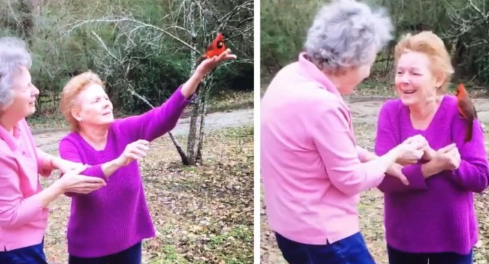 Mióta az idős hölgy elhunyt, a családot a kedvenc madara látogatja!