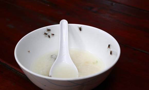 Helyezd el ezt az otthonodban és 1 órán belül eltűnnek a legyek és szúnyogok!