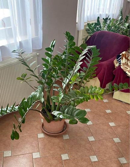 Miért nem tarthatod otthon ezt a virágot?