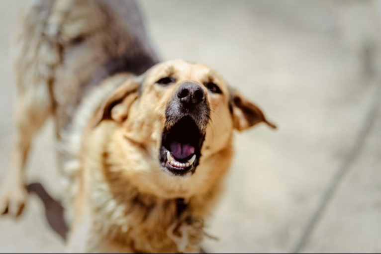 Vége a folytonos ugatásnak: ezt tedd, ha kicsit túl beszédes a kutyusod