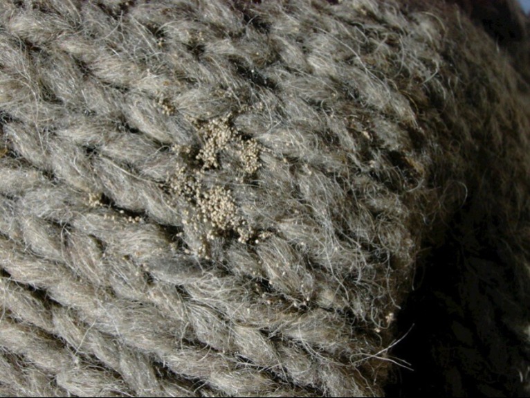 5 jel, ami azt mutatja, hogy alattomos lakó költözött a szekrényébe